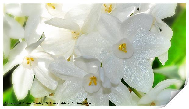 Paper White Narcissus Flower Print by Elaine Manley