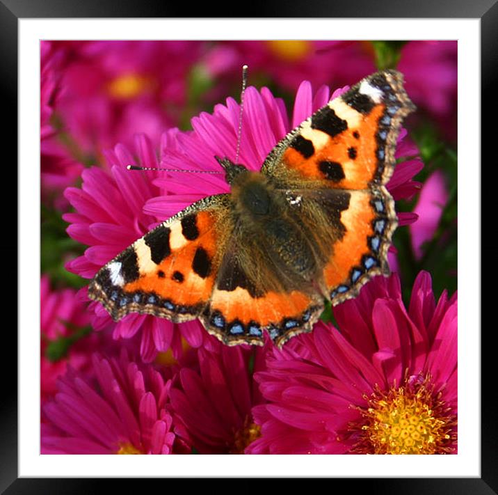 Flutterby Framed Mounted Print by David McFarland