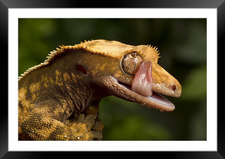 Crested Gecko Framed Mounted Print by Val Saxby LRPS