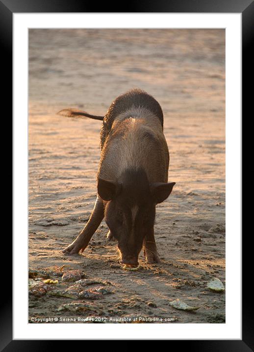 Piggy on the Beach Framed Mounted Print by Serena Bowles