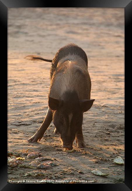 Piggy on the Beach Framed Print by Serena Bowles