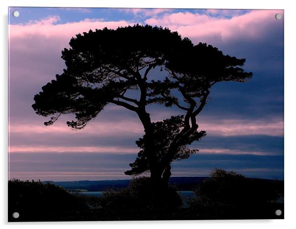 Silhouette Tree Acrylic by Louise Godwin