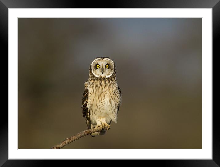 Short Eared Owl Framed Mounted Print by Carl Day