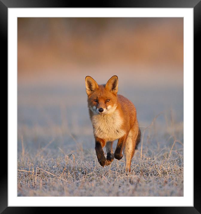 Fox Close Up Framed Mounted Print by Carl Day