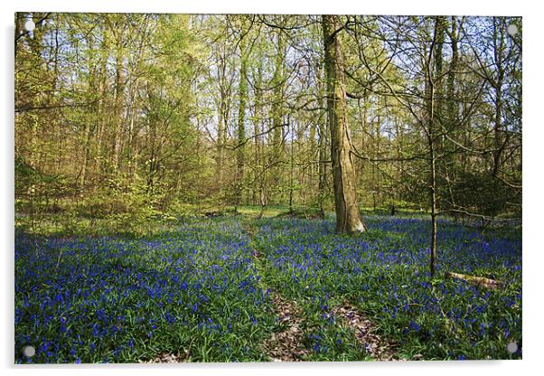 Bluebell Woods forest of Bere Acrylic by Robert clarke