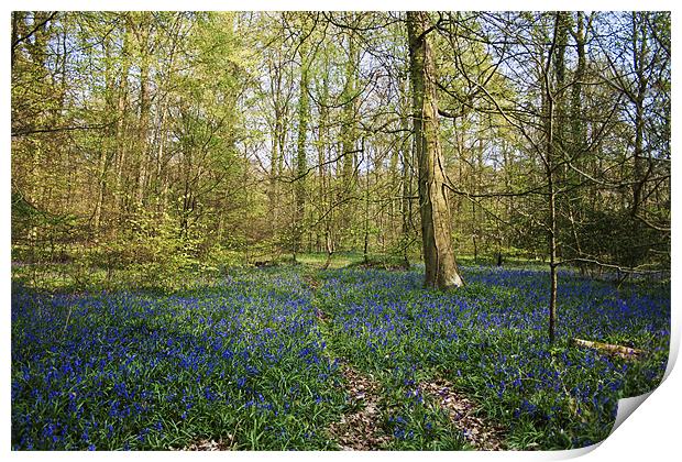 Bluebell Woods forest of Bere Print by Robert clarke