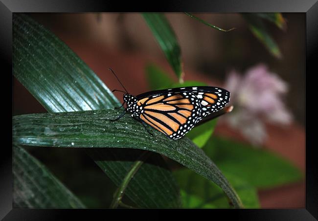 Monarch Butterfly Framed Print by Alex Hughes