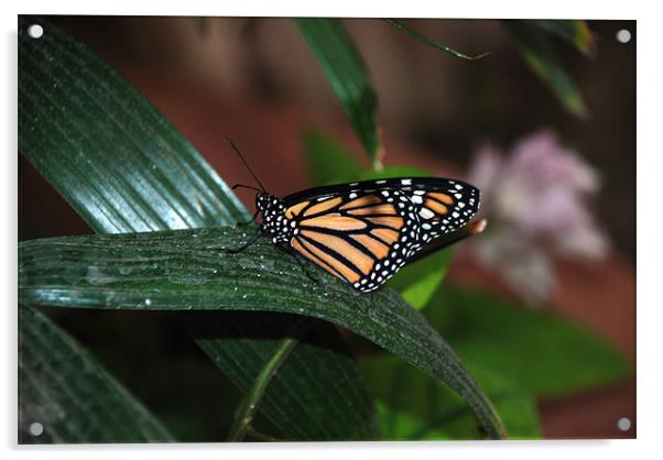Monarch Butterfly Acrylic by Alex Hughes