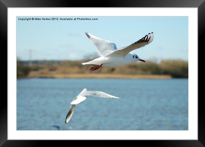 Fly by Framed Mounted Print by Mike Herber