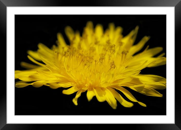 Yellow Thistle Framed Mounted Print by Mary Lane