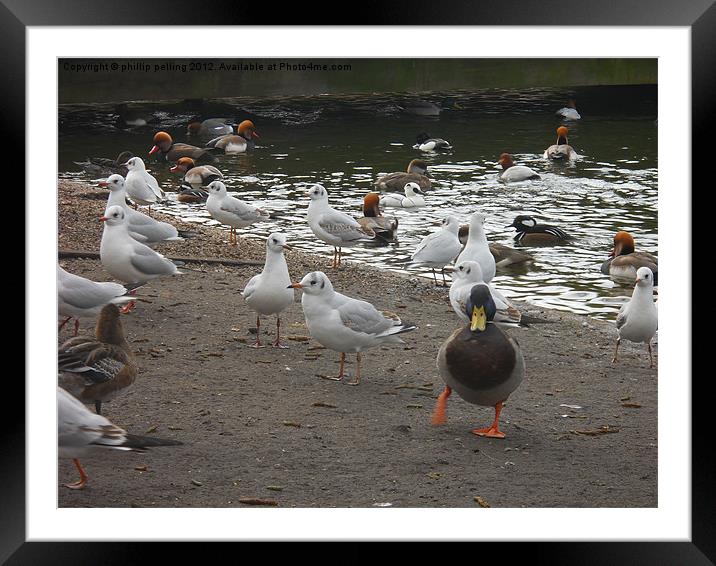 Waterfowl. Framed Mounted Print by camera man