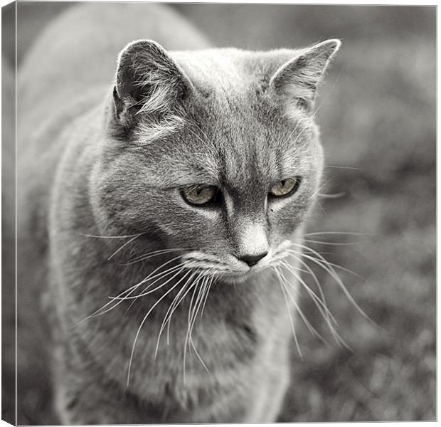Whiskers Canvas Print by Dave Livsey