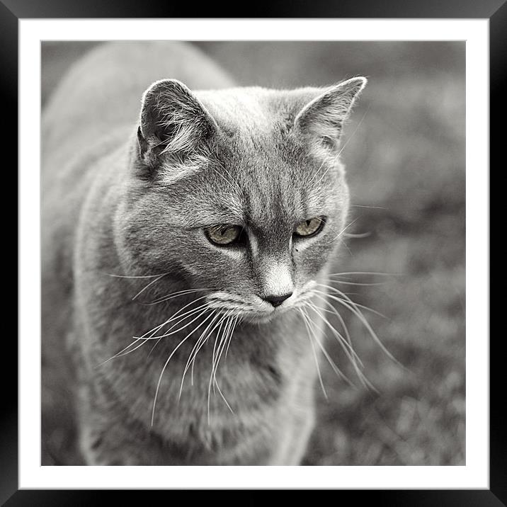 Whiskers Framed Mounted Print by Dave Livsey