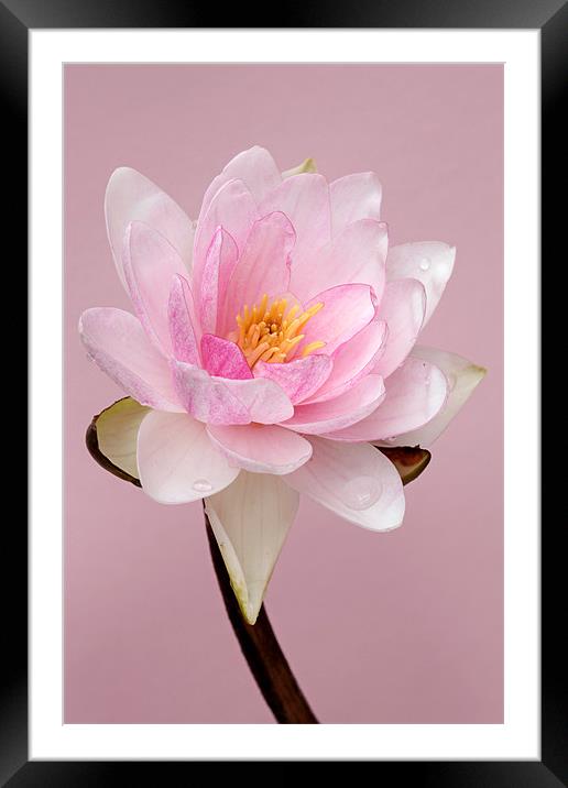 Waterlily Framed Mounted Print by Brian Haslam