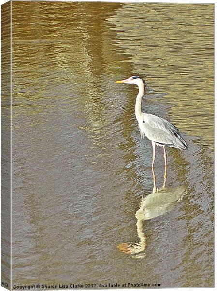 Golden waters Canvas Print by Sharon Lisa Clarke