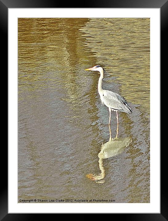 Golden waters Framed Mounted Print by Sharon Lisa Clarke