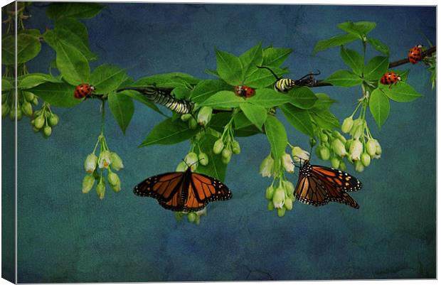 Going Buggy Canvas Print by Tina Lindsay