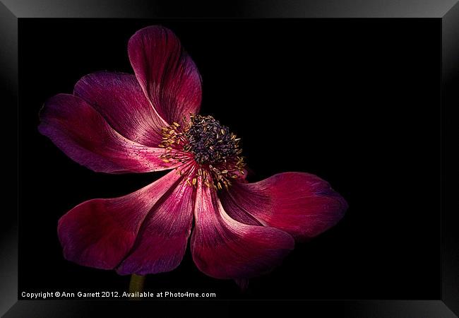 Deep Pink Anemone - 2 Framed Print by Ann Garrett