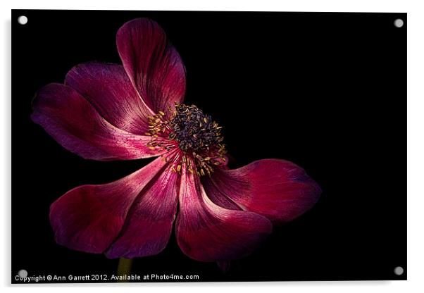 Deep Pink Anemone - 2 Acrylic by Ann Garrett