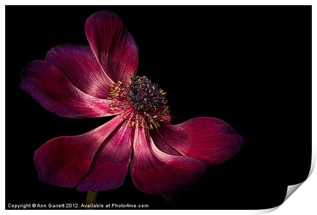 Deep Pink Anemone - 2 Print by Ann Garrett
