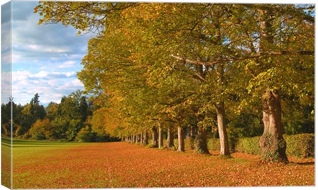 HEADLEY COURT TREES AUTUMN Canvas Print by Clive Eariss
