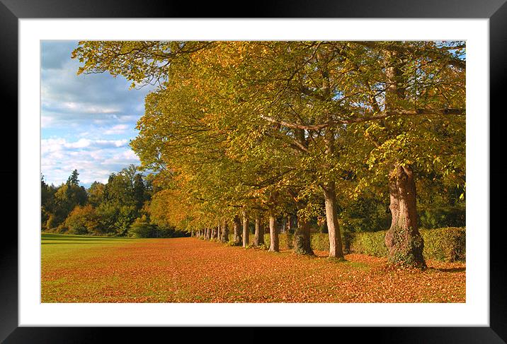 HEADLEY COURT TREES AUTUMN Framed Mounted Print by Clive Eariss