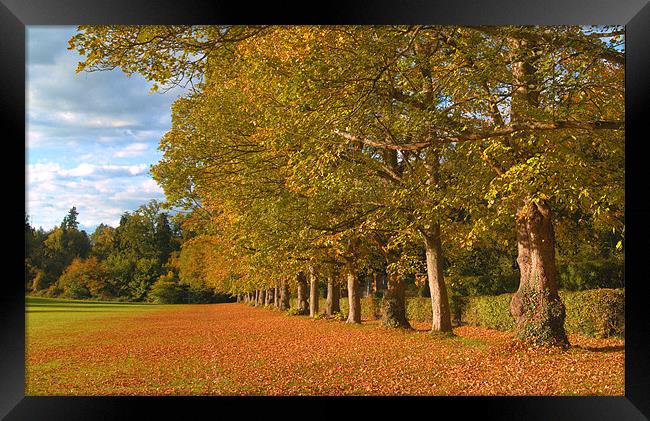HEADLEY COURT TREES AUTUMN Framed Print by Clive Eariss