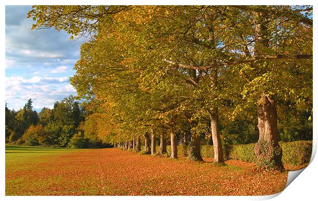HEADLEY COURT TREES AUTUMN Print by Clive Eariss