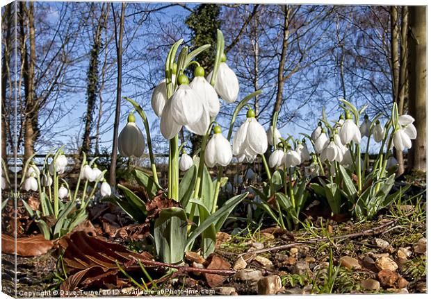 Snowdrop Canvas Print by Dave Turner