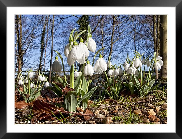 Snowdrop Framed Mounted Print by Dave Turner