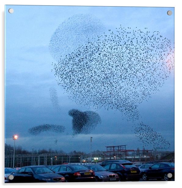 Murmuration of Starlings Acrylic by Wayne Molyneux