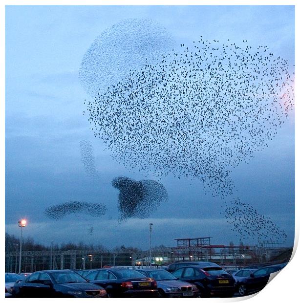 Murmuration of Starlings Print by Wayne Molyneux