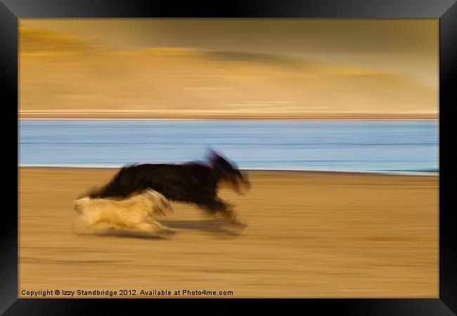 Dogs on the beach, panning Framed Print by Izzy Standbridge