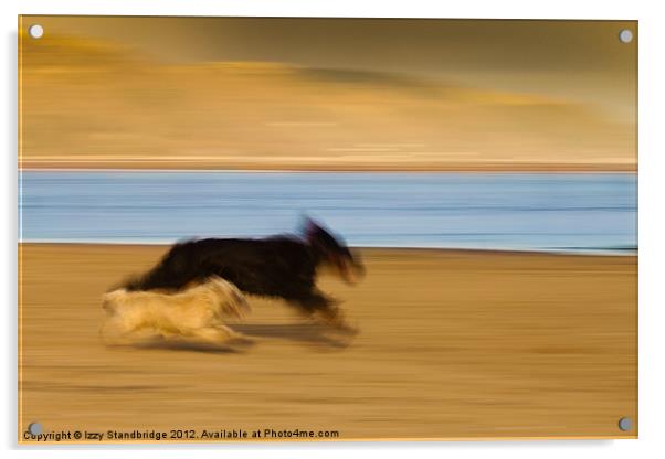 Dogs on the beach, panning Acrylic by Izzy Standbridge