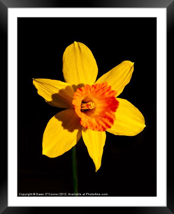 Spring Daffodil Framed Mounted Print by Dawn O'Connor