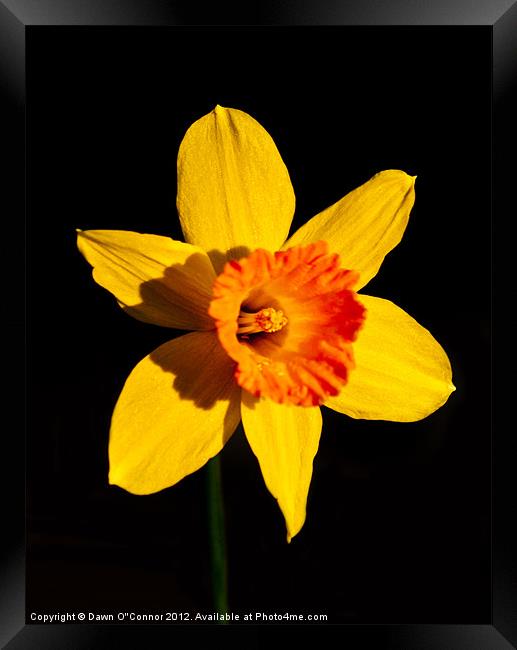 Spring Daffodil Framed Print by Dawn O'Connor