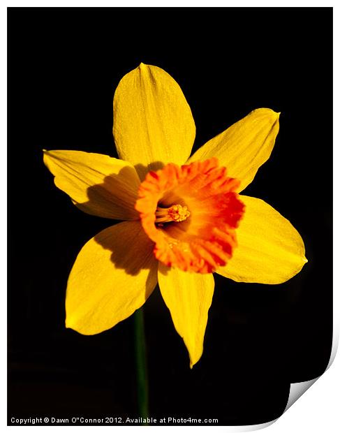 Spring Daffodil Print by Dawn O'Connor
