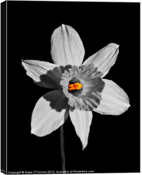 Spring Daffodil  No 7 Canvas Print by Dawn O'Connor