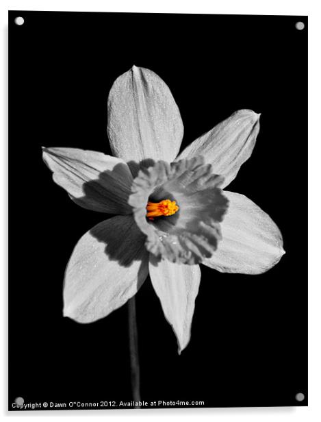 Spring Daffodil  No 7 Acrylic by Dawn O'Connor