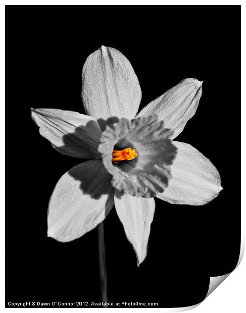 Spring Daffodil  No 7 Print by Dawn O'Connor