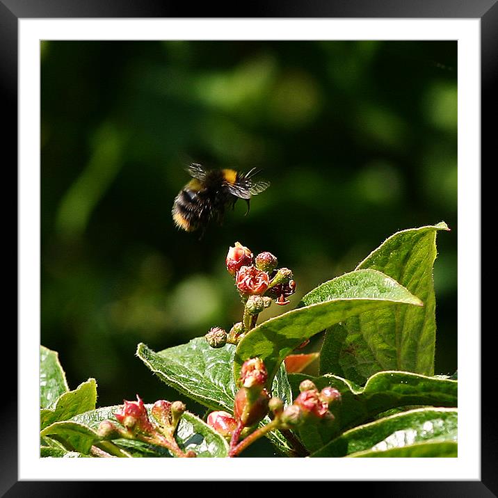 Buzzing Bumblebee Framed Mounted Print by David McFarland