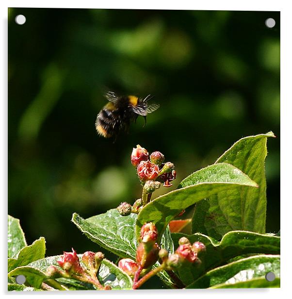 Buzzing Bumblebee Acrylic by David McFarland