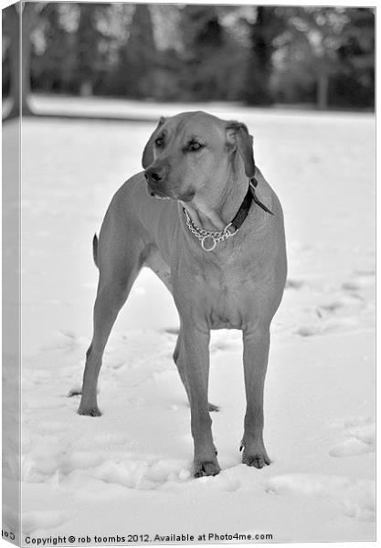 THE WINTER RIDGEBACK Canvas Print by Rob Toombs