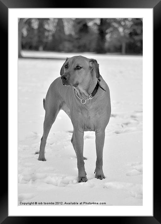 THE WINTER RIDGEBACK Framed Mounted Print by Rob Toombs