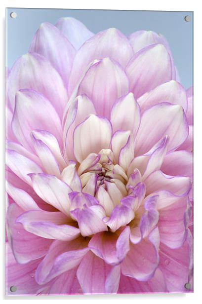 Dahlia Acrylic by Brian Haslam