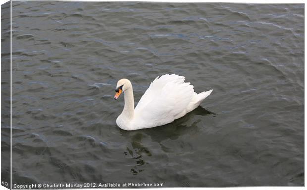 Beautiful Swan on the River Clyde Canvas Print by Charlotte McKay