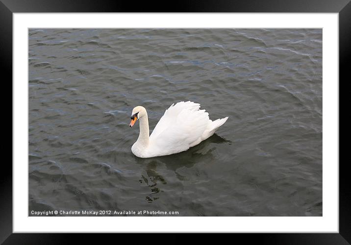 Beautiful Swan on the River Clyde Framed Mounted Print by Charlotte McKay