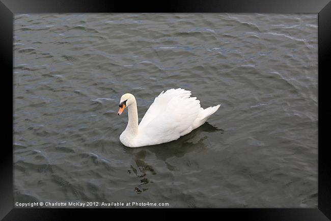 Beautiful Swan on the River Clyde Framed Print by Charlotte McKay