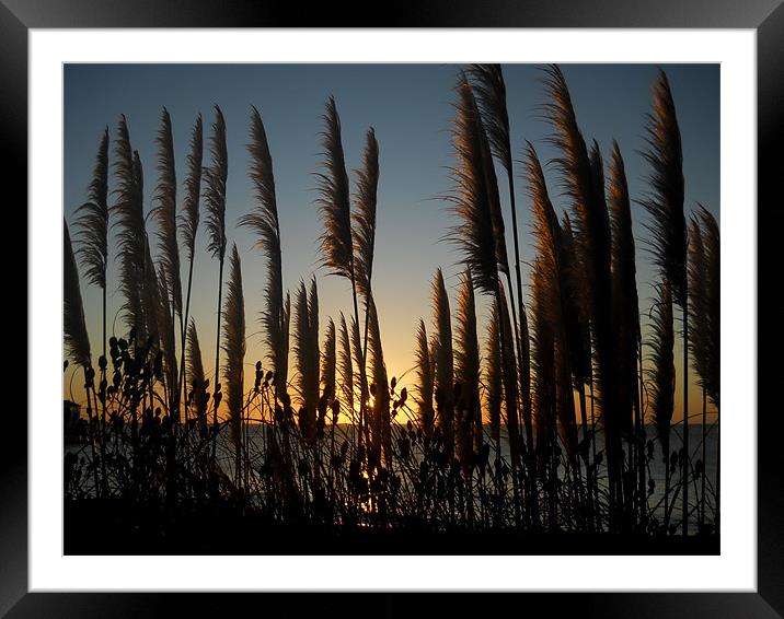 Pampas Framed Mounted Print by camera man
