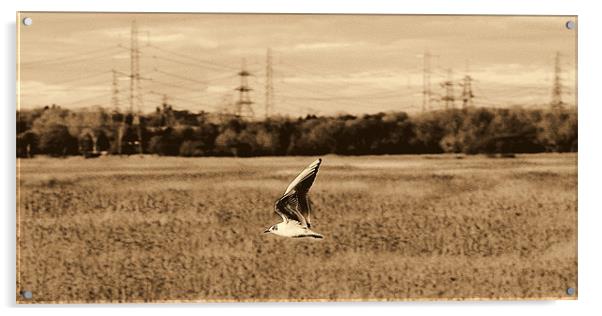 Gliding Gull Acrylic by Louise Godwin